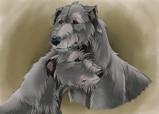 wolfhound pet portrait